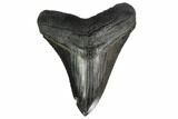 Serrated, Fossil Megalodon Tooth - South Carolina #151800-1